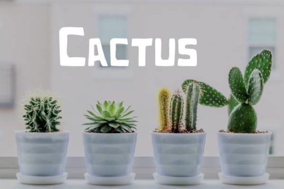 Cactus Font: A Modern Edge for Bold Creators